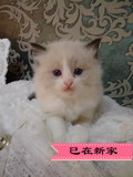 CFA注册猫舍纯种布偶猫实拍布偶猫宝宝巧克力海豹双色MM妹妹小母