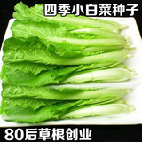 寿光蔬菜种子 小白菜菜种子 四季播 盆栽种子 蔬菜 批发 5g