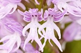 进口裸男花种子稀有珍稀花卉种子鲜花Orchis Italica种子 3元20粒