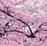 【广岛恋人】樱花树苗庭院植物花卉绿植盆栽地栽日本樱花包成活