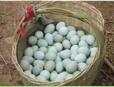 农村树林散養草鸡绿壳土鸡蛋 笨鸡蛋 柴鸡蛋 當天蛋 50枚起訂包邮