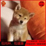 日本柴犬纯种幼犬宠物狗狗活体赛级柴犬幼犬出售日系血统家养c01