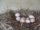 元宝鸡种蛋/受精蛋/观赏鸡种蛋/微型鸡种蛋
