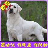专业狗场繁殖纯种赛级拉布拉多活体幼犬出售导盲犬寻回犬宠物狗28