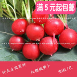 5元包邮 阳台盆栽蔬菜种子 红樱桃萝卜种子 水果萝卜 种菜水萝卜