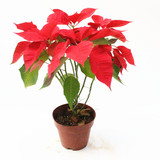 包邮 一品红 圣诞花盆栽植物 适合圣诞节日庆典 节日用花 年宵花