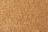 新鲜小麦粒鸡鸭鹅鸽子饲料农家自产有机小麦