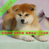 秋田犬纯种血统幼犬八公犬日本忠犬宠物狗货到付款包邮出售G02