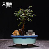 艾居青中式盆景榆树趣味艺术盆栽净化空气办公室内榕树绿植盆栽