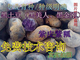 脱毒紫色马铃薯土豆种子黑金刚美人原种有机保健2015新品包邮批发