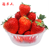 现摘新鲜草莓奶油草莓有机草莓红颜双流冬季一斤全国包邮