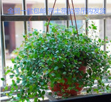 净化空气 室内盆栽植物 千叶吊兰 新房的绿色清新剂 又叫婚纱吊兰