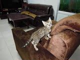孟加拉豹猫英国短毛猫宠物猫咪宝宝活体出售纯种猫豹猫异国短毛猫