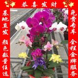 大连团购 年霄花卉精品蝴蝶兰 送长辈/领导/开业/乔迁/生日/祝福