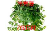 常春藤吊兰植物盆栽 常青藤花卉除90%苯净化空气吸甲醛室内绿植