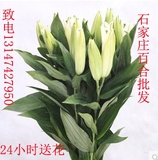 香水百合鲜花批发一扎10支起批玫瑰批发康乃馨批发石家庄鲜花速递