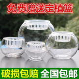 水培植物透明玻璃花盆 圆球玻璃花瓶 养鱼养花玻璃缸 含定植篮
