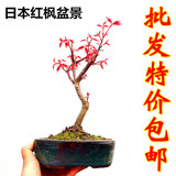 红枫小盆景小品盆栽 小型枫树造型盆景 日本红枫树桩实物按图发货