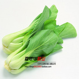 家庭易种蔬菜种子 小青菜种子 小白菜 上海青 油菜籽 鸡毛菜 盆栽