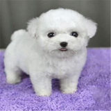 韩国血统纯种泰迪犬幼犬出售活体宠物狗狗贵宾犬保健康117