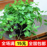 吸甲醛室内绿植常春藤吊兰植物盆栽 常青藤花卉去除90%苯净化空气