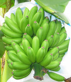 无催熟热带水果农家新鲜香蕉皇帝蕉小米蕉帝王蕉新鲜5斤装包邮