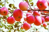 陕西洛川新鲜红富士青苹果5斤孕妇开胃水果比蛇果山东烟台栖霞好