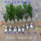 批发出售红豆杉苗，正宗曼地亚红豆杉树苗绿化苗木 包成活