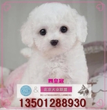 北京泰迪犬纯种幼犬出售茶杯体白色宠物狗超小型玩具迷你贵宾犬D