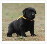 高智商拉布拉多犬 纯种家养拉布拉多幼犬出售 导盲寻回猎犬