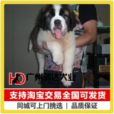 支持淘宝交易出售巨型圣伯纳犬纯种圣伯纳幼犬宠物狗救援犬狗狗