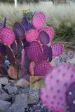 预售 墨西哥圣丽塔仙人掌种子Opuntia violacea紫色吸引力