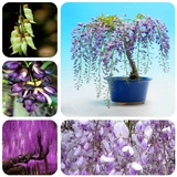 新采紫藤种子 优质紫藤种子 紫藤是花架 长廊 院墙必用品种 5粒
