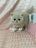 宠出售纯种活体加菲猫宝宝 异国短猫乳色加菲猫幼猫