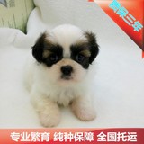 精品特价纯种西施幼犬宠物狗狗幼犬出售犬舍北京玩赏犬京巴北京犬
