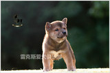 亚宠展全场后备冠军RBIS日本柴犬豆豆的赛级幼犬宝宝2DD低价出售