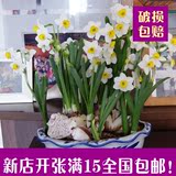 水仙花种球盆栽球根花卉水培植物水仙种球赛风信子百合郁金香种球