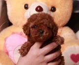韩系宠物狗狗泰迪犬幼犬出售纯种茶杯犬活体贵宾泰迪幼犬家养0218