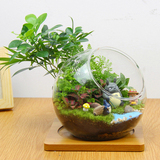新品特价 苔藓微景观植物生态瓶桌面创意绿植办公室DIY盆栽摆件