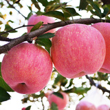 陕西特产洛川水晶苹果水果有机红富士10斤包邮新鲜苹果水果平安果