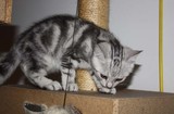 CFA注册猫舍活体 美短银虎斑 美国短毛猫  超可爱绿眼静