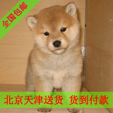柴犬 纯种 血统 幼犬 货到付款 日系 日本狗 宠物狗 狗 包邮G01