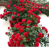 多花蔷薇花苗  爬藤植物花卉绿植盆栽庭院阳台攀援四季开花玫瑰