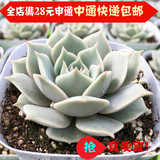 多肉植物 露娜莲多肉盆栽 阳台室内花卉绿植盆栽 奇趣植物多肉