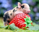 香猪养不大的猪创意宠物荷兰猪家养纯种迷你太贵小猪