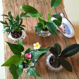 【天天特价】绿萝水培植物套餐盆栽花卉室内吸甲醇绿植办公桌盆景