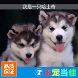哈士奇幼犬出售蓝眼哈士奇西伯利亚雪橇犬出售哈士奇纯种幼犬