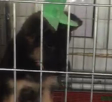 纯种德国牧羊犬 幼犬出售 德牧（德系，上海空运）预售 护卫犬