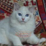可爱蓝色双色 纯种 布偶猫 妹妹 Abby 活体宠物猫崽奶猫