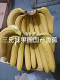 （三兄妹果园）新鲜香蕉海南水果香蕉整箱19斤59元批发低价包邮